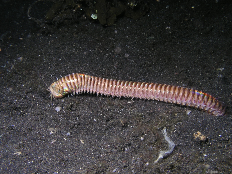 Bobbit Worm